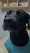 Blacky